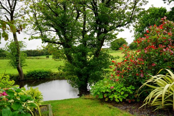 blooming countryside