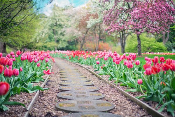 blooming tulips